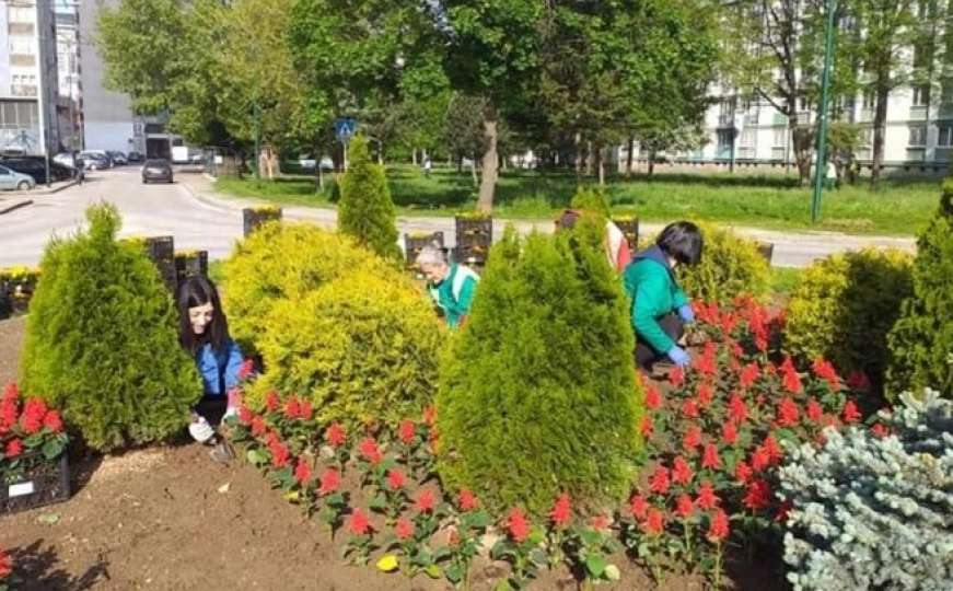 Sezona sadnje cvijeća: Uređuju se zelene površine u Novom Sarajevu 